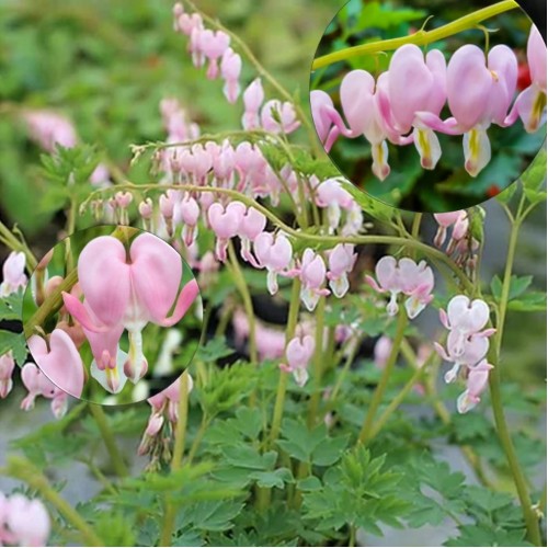 Dicentra spectabilis 'Cupid' - Harilik murtudsüda 'Cupid' P11/0,75L